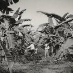 Hacia el centenario de las Bananeras